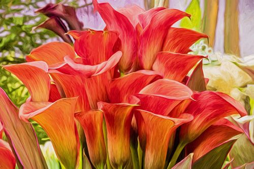 Red calla zantedeschia