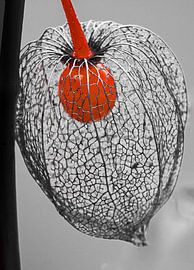 lampionplant by Harry Siegers