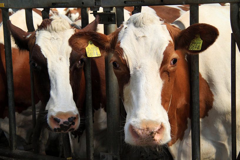 Kühe im Stall von Jolanta Mayerberg
