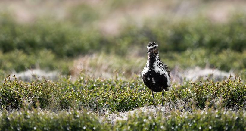 Ein Europäischer Goldregenpfeifer ( Pluvialis Apricaria ) von Leny Silina Helmig