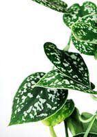 Greens