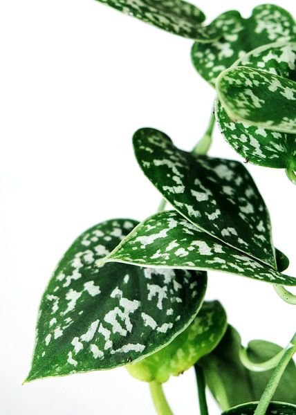 Groenen van Nikita Abakumov