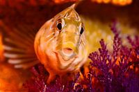 UNDERWATER ART - SALARIA PAVO