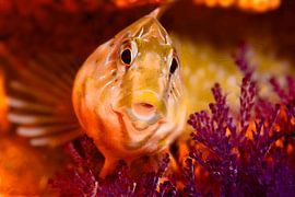 UNDERWATER ART - SALARIA PAVO by LISA DC