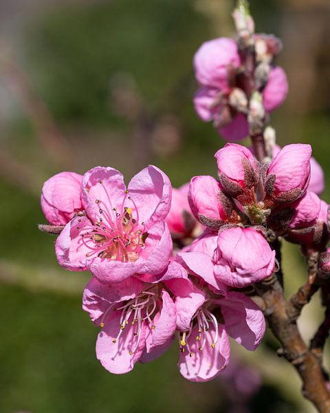 Nektarine, Prunus persica von Alexander Ludwig