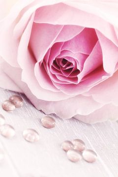 plaisir des roses sur LHJB Photography