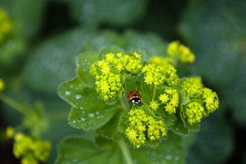Lieveheersbeestje op Vrouwenmantel van Scheev fotografie: Wilma Sloot