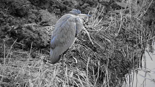 blue reiger 