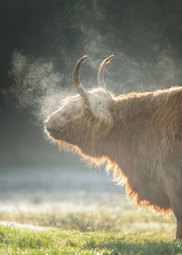 Schotse Hooglander, Texel