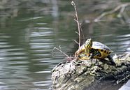 waterschildpad in de natuur in Nederlandse ven von Petra De Jonge Miniaturansicht