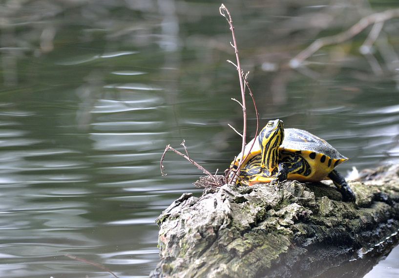 waterschildpad in de natuur in Nederlandse ven von Petra De Jonge