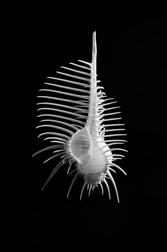 Minimalistische zwart-wit print van de zeeschelp Murex pecten