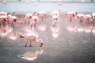 Grazing flamingos by Jelmer Laernoes thumbnail