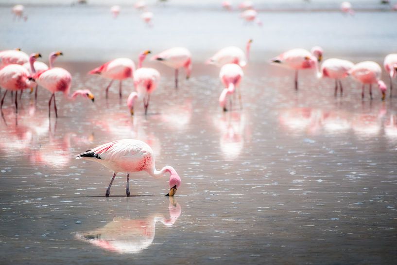 Grazing flamingos by Jelmer Laernoes
