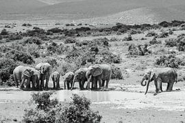 Les éléphants d'Addo - Afrique du Sud - photographie d'art sur Nienke van Denderen
