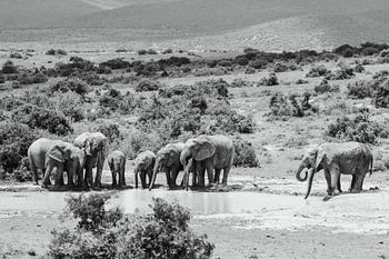 Elephants in Addo – South Africa – fine art photography