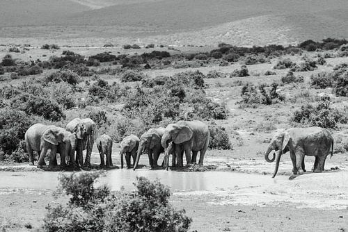 Olifanten in Addo - Zuid Afrika - fine art photography
