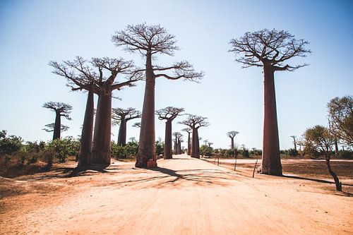 Allée des Baobabs nabij Morondava in Madagaskar