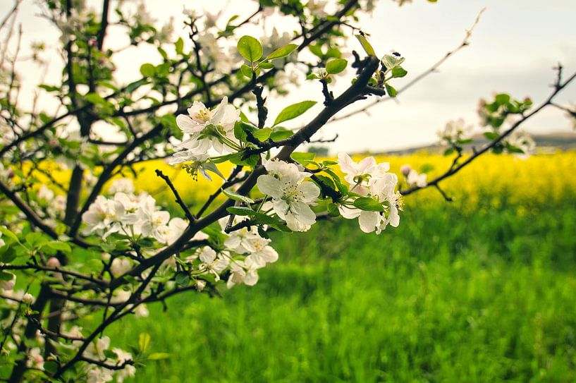 Fleurs de pommier d'un blanc tendre sur la branche par Martin Köbsch