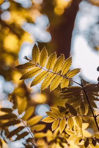 Un beau soleil dans la forêt sur Tessa Dommerholt