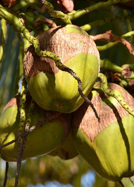 Kokosnüsse 8 von Alex Neumayer