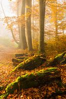 Mist in herfstbos