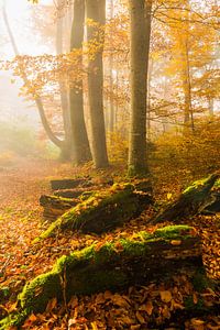 Brouillard dans la forêt d'automne