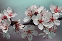 Gorgeous blossom