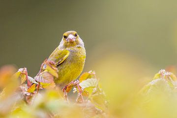 Groenling kijkt nieuwsgierig naar de kijker van Herwin Jan Steehouwer