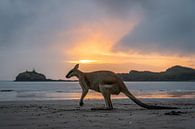 Kangoeroe bij kleurrijke zonsopkomst bij Cape Hillsborough Australie van Twan Bankers thumbnail
