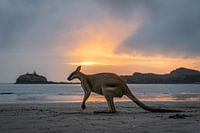 Kangoeroe bij kleurrijke zonsopkomst bij Cape Hillsborough Australie