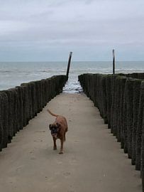 Boxer strand van tania mol