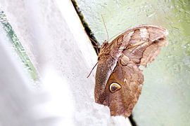 Vlinder op glas by Henrik Oskam