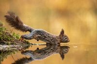 Eichhörnchen