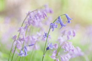 Boshyacinthes en bleu et rose