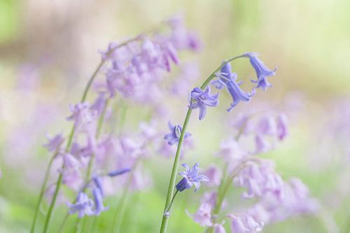 Bluebells in blue and pink