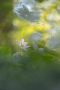 Wood anemone: enchanting spring flower