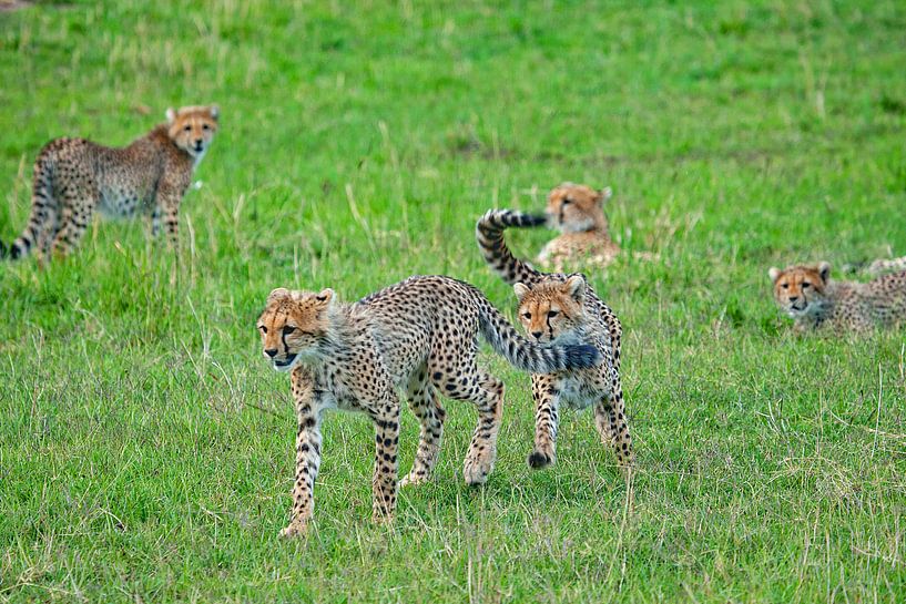playing Cheetah Cubs by Peter Michel