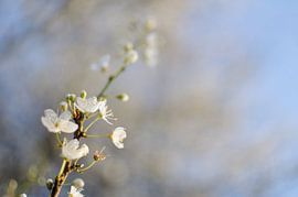 Lente Bloesem 1 von Bram van der Meer