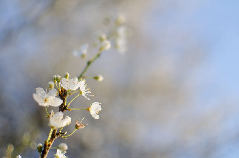 Lente Bloesem 1 by Bram van der Meer