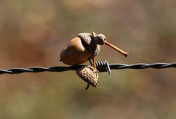 Gland dans les barbelés