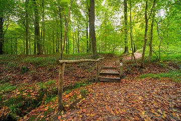 In het bos in Brakel tijdens de Herfst periode is er een houten brug. van Marcel Derweduwen