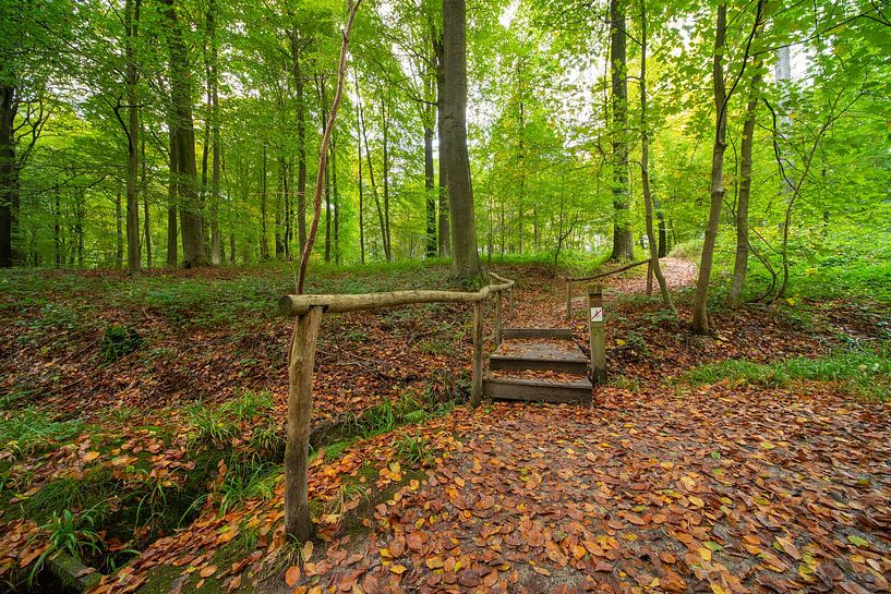 In the forest in Brakel during the Autumn period there is a wooden bridge. by Marcel Derweduwen