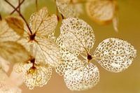 Filigree