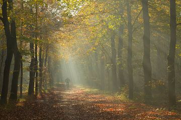 Fietser in de mist in het bos van Sabina Meerman