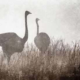 Ostriches in the mist by Awesome Wonder