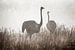 Struisvogels in de mist van De Afrika Specialist