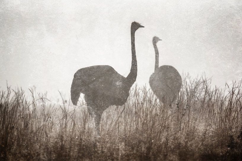 Struisvogels in de mist par Awesome Wonder