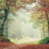 L'atmosphère de la forêt d'automne sur Henk Meeuwes