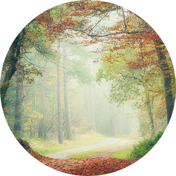 De sfeer van het herfstbos